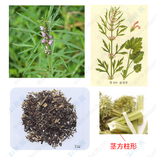 执业中药师考试考点之益母草