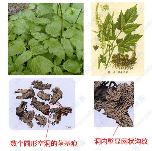 执业中药师考试考点之升麻
