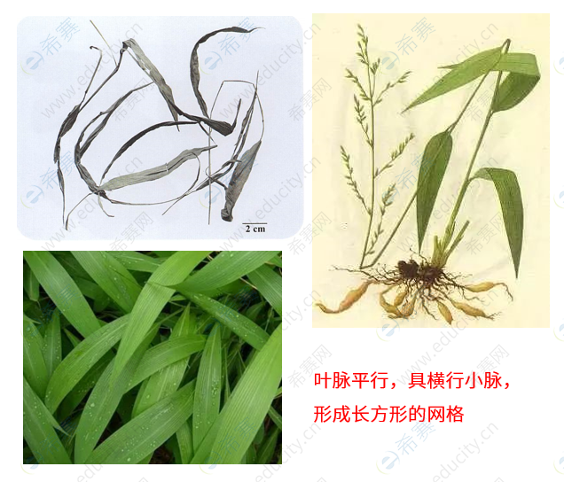 执业中药师考试考点之淡竹叶