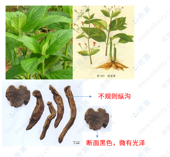 玄参:玄参科植物玄参的干燥根.