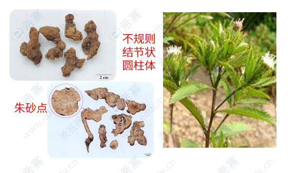 执业药师 考试辅导【产地】 茅苍术主产于江苏,湖北,河南等省.