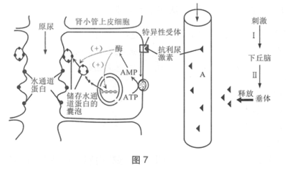 图7表示 抗利尿激素促进肾小管细胞重吸收水分的调节机制(a表示某种