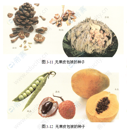 裸子植物和被子植物.png
