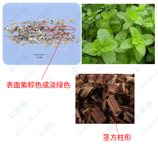 执业中药师考试考点之薄荷