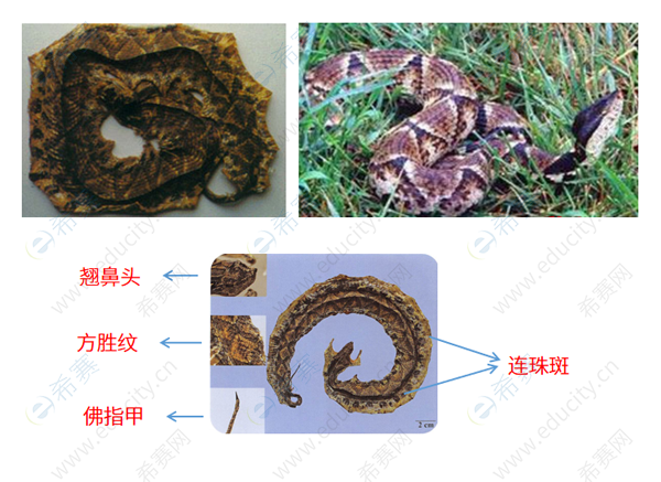 中国蛇类图鉴电子版图片