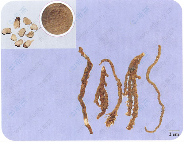 石菖蒲根茎横切面详图图片